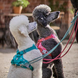 Hurtta Weekend Warrior Harness Ruby petnešos