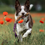Stirnos kailio žaislas DOGGIE ZEN - M dydžio