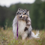 Meškėno uodega - žaislas DOGGIE ZEN