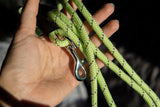 8 mm BASIC virvės pavadėlis